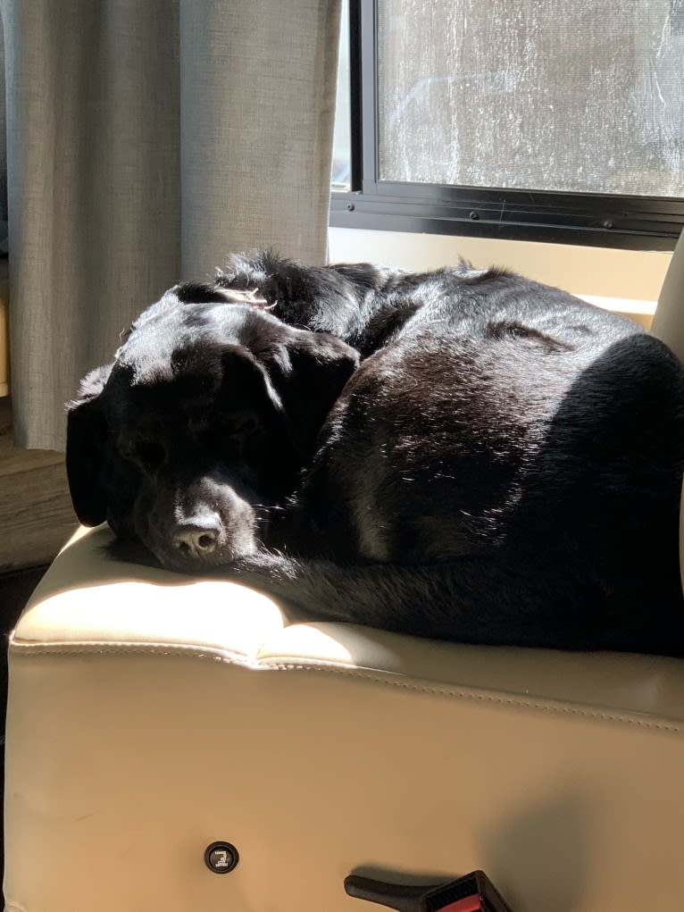 Bear, a German Shorthaired Pointer and Australian Cattle Dog mix tested with EmbarkVet.com