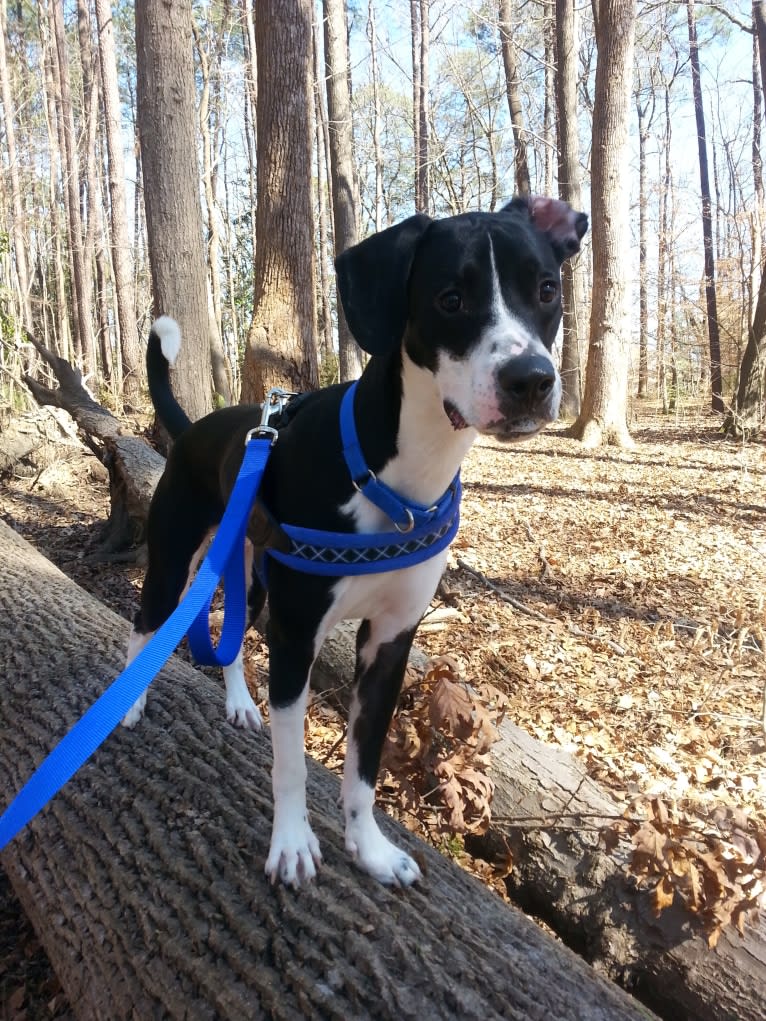 Fletcher, an American Pit Bull Terrier and Bernese Mountain Dog mix tested with EmbarkVet.com