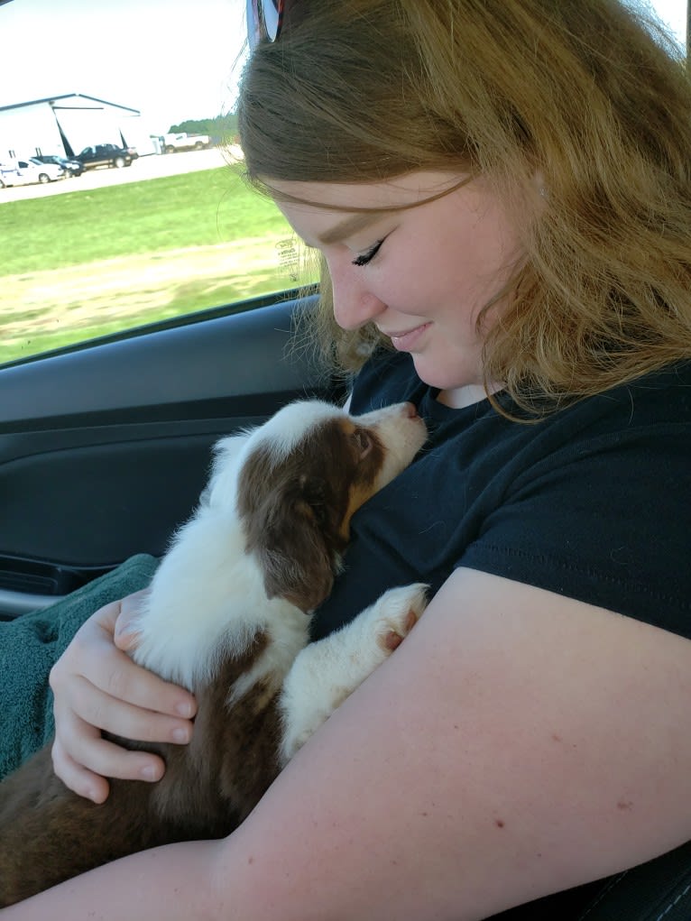 Berlin, an Australian Shepherd tested with EmbarkVet.com