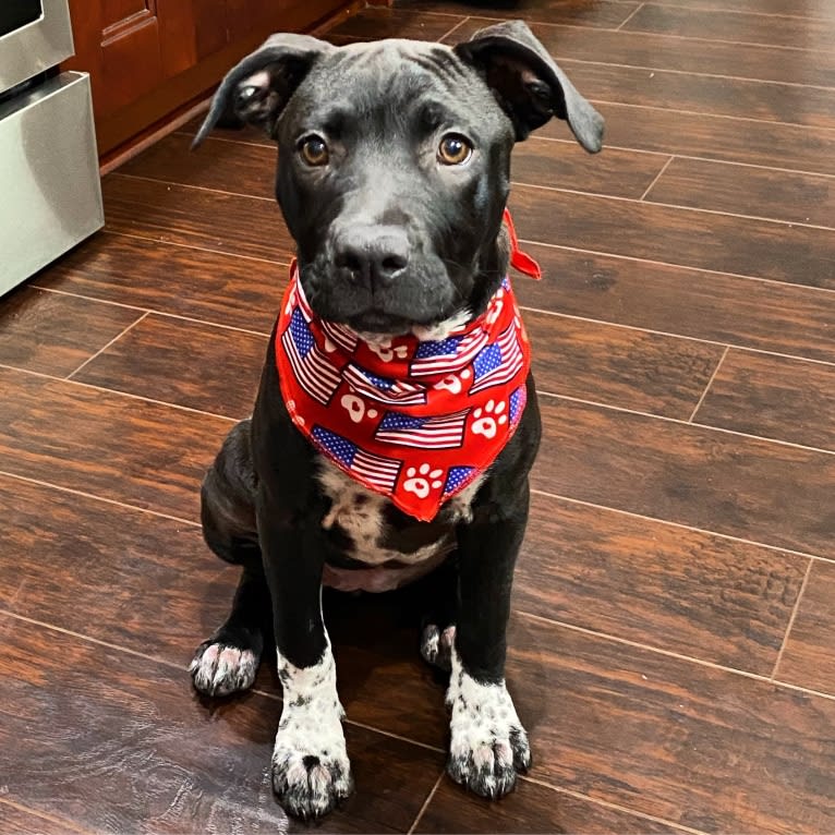 Twilight, an American Pit Bull Terrier and American Staffordshire Terrier mix tested with EmbarkVet.com