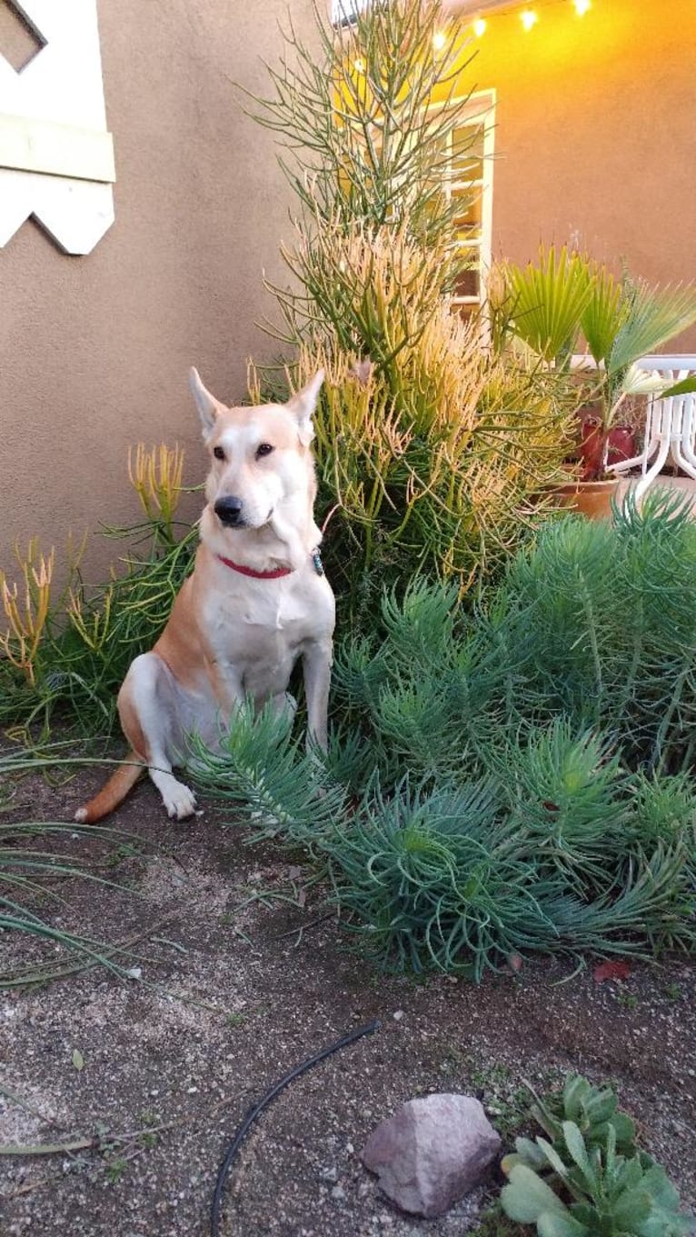 Charlotte, an American Pit Bull Terrier and Labrador Retriever mix tested with EmbarkVet.com