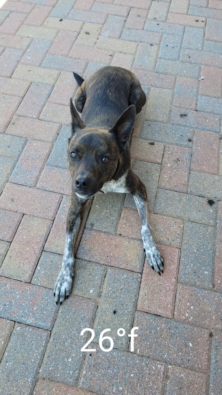 Butler, an Australian Cattle Dog and American Pit Bull Terrier mix tested with EmbarkVet.com