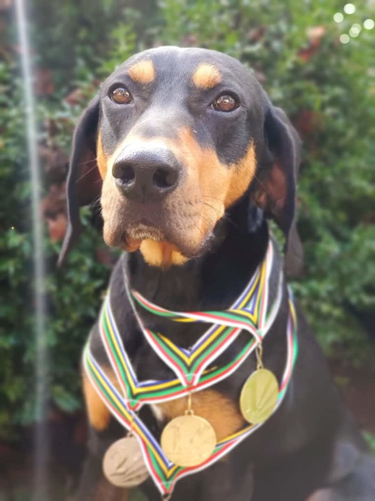 Wyatt, an American Leopard Hound tested with EmbarkVet.com