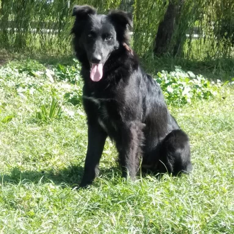 Rogue, a Border Collie and German Shepherd Dog mix tested with EmbarkVet.com