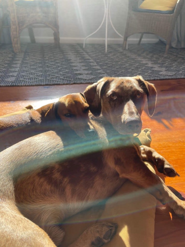 Otis, a Dachshund and Australian Kelpie mix tested with EmbarkVet.com