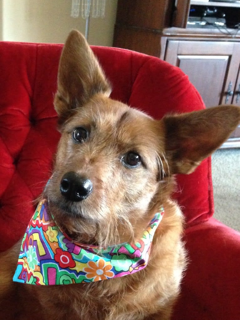 Kinzie, a Yorkshire Terrier and Chow Chow mix tested with EmbarkVet.com