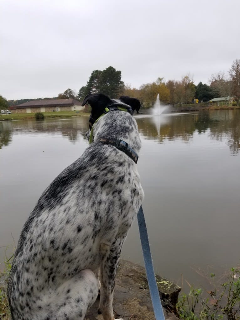 Bear, an American Village Dog tested with EmbarkVet.com