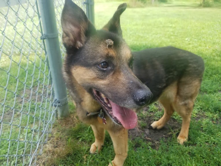 Doozie, a German Shepherd Dog and Australian Cattle Dog mix tested with EmbarkVet.com