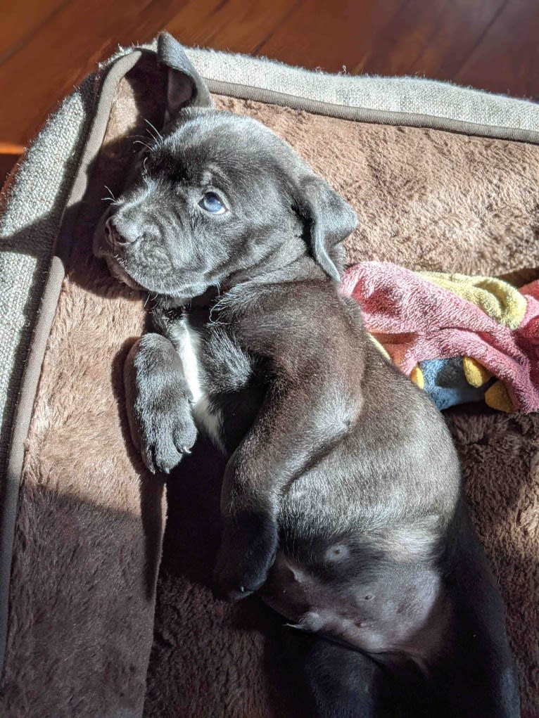 Book, a Labrador Retriever and American Pit Bull Terrier mix tested with EmbarkVet.com