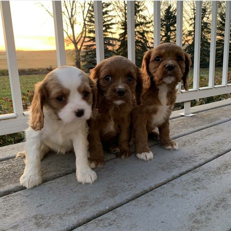 Princess Amelia the First (Millie), a Cavalier King Charles Spaniel tested with EmbarkVet.com