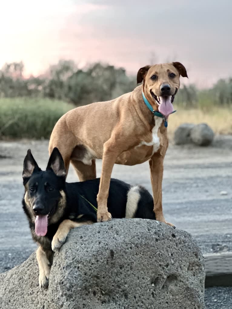 Pyro, a German Shepherd Dog (6.9% unresolved) tested with EmbarkVet.com