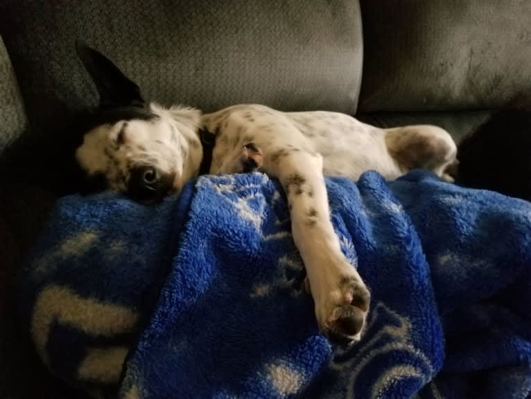 Sigmund, a Rat Terrier and Australian Cattle Dog mix tested with EmbarkVet.com