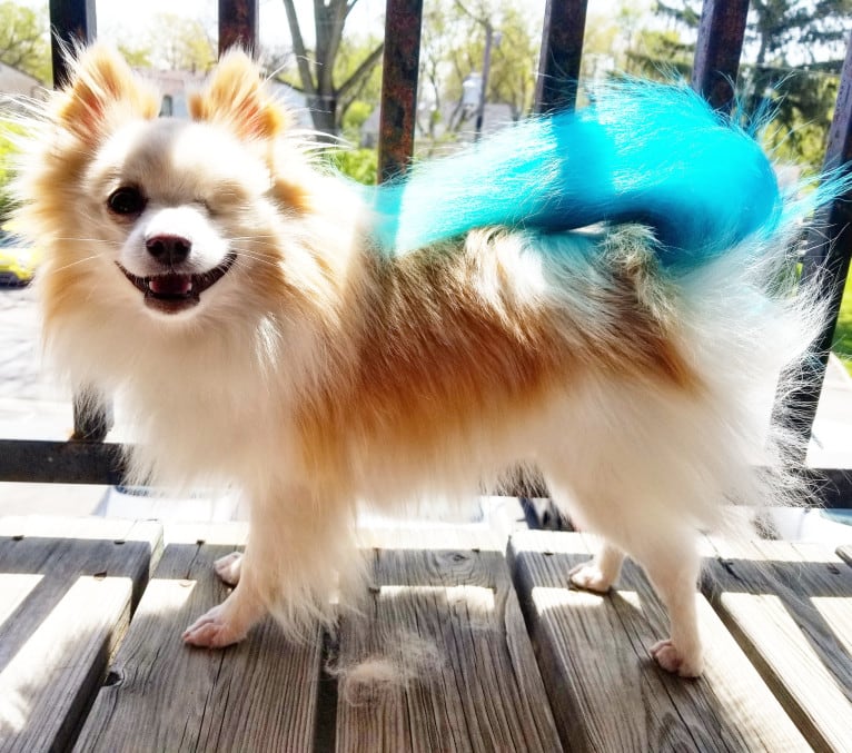 Miruko, a Pomeranian tested with EmbarkVet.com