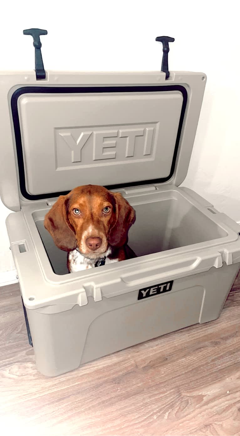 Red, a Beagle tested with EmbarkVet.com
