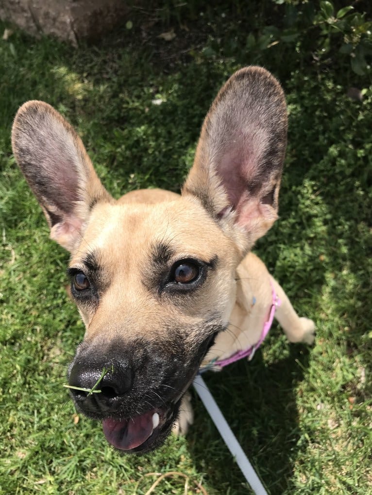 Stella, a Beagle and Chow Chow mix tested with EmbarkVet.com