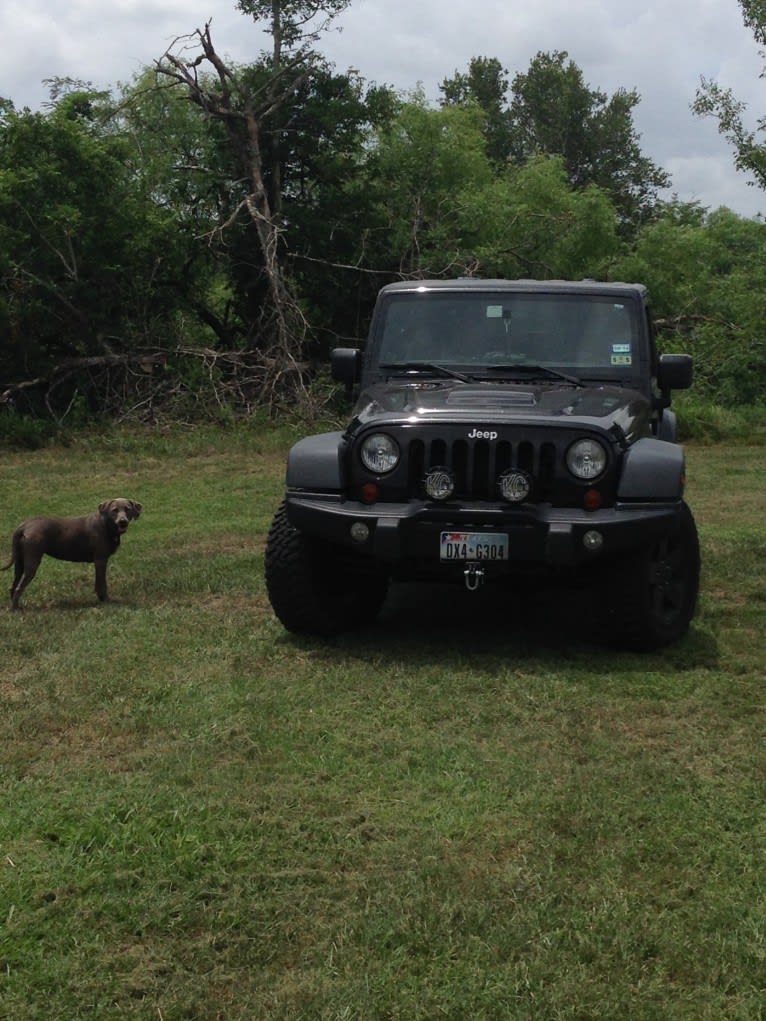 Lynn, a Blue Lacy tested with EmbarkVet.com