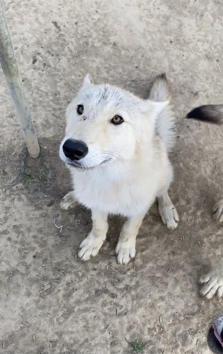 Amarok a dog tested with EmbarkVet.com
