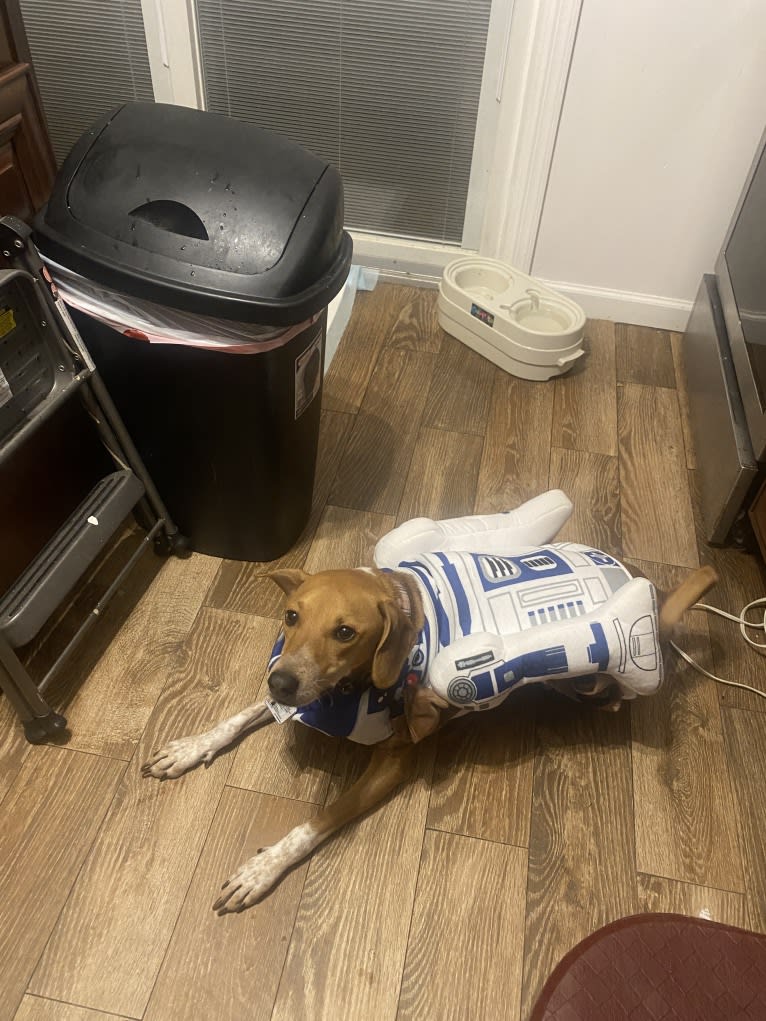 Rook Williams, a Basenji and American English Coonhound mix tested with EmbarkVet.com