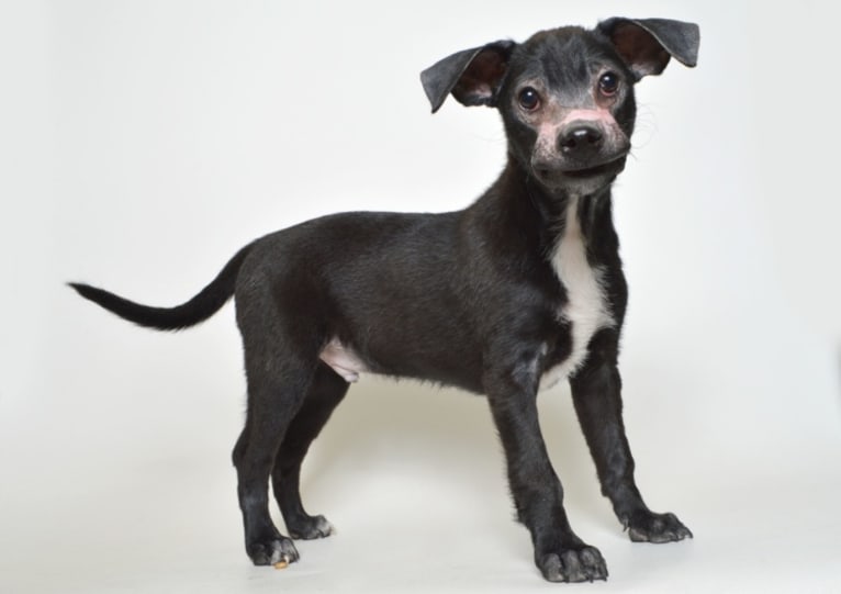 Robbie, a Boston Terrier and Labrador Retriever mix tested with EmbarkVet.com