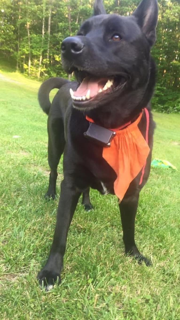 Amos, a Norwegian Elkhound and American Pit Bull Terrier mix tested with EmbarkVet.com