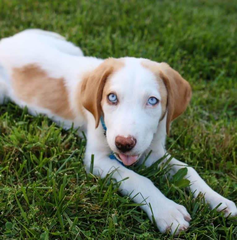 Arlo, an American Foxhound and German Shepherd Dog mix tested with EmbarkVet.com