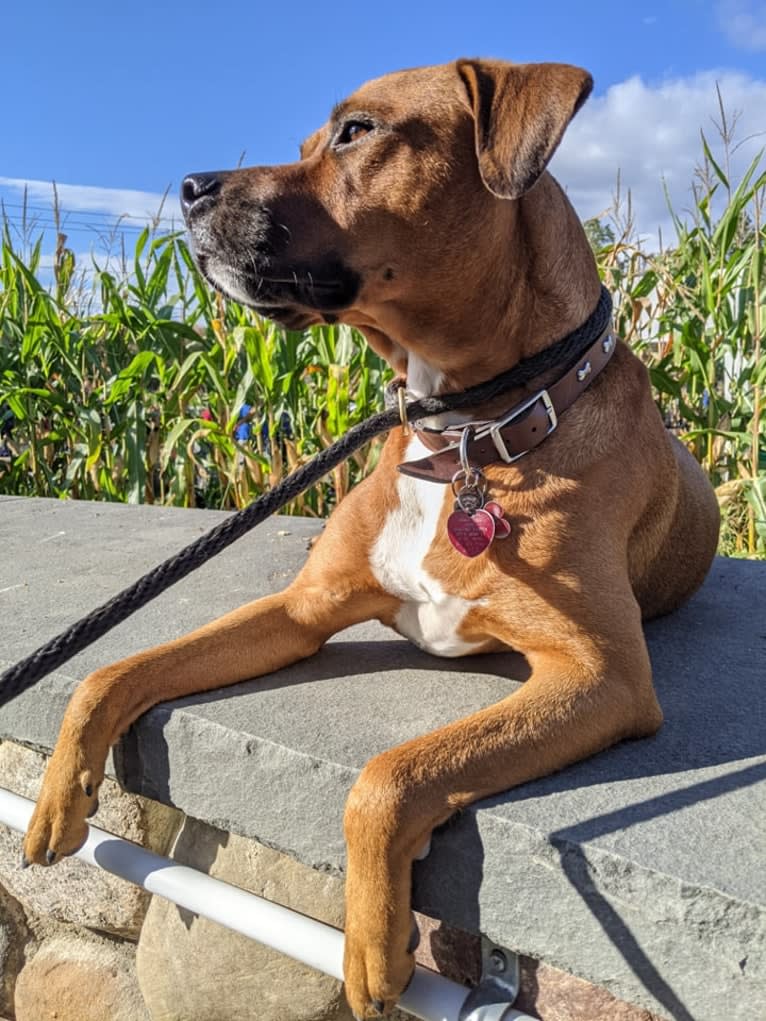 Luca, a Rottweiler and American Pit Bull Terrier mix tested with EmbarkVet.com