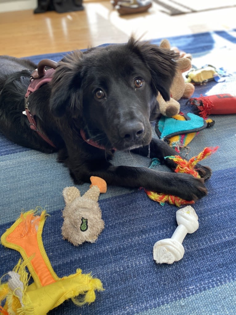 Ruth, an Australian Cattle Dog and Great Pyrenees mix tested with EmbarkVet.com