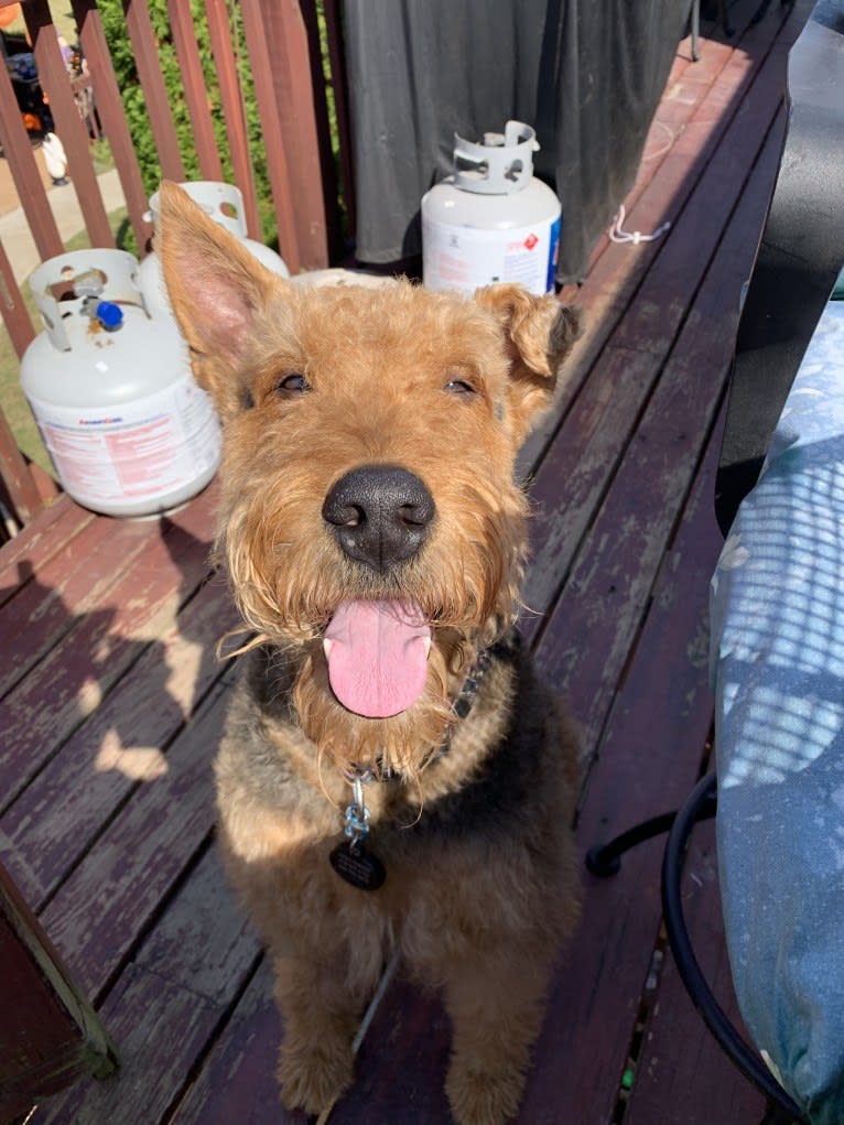 Ares, an Airedale Terrier tested with EmbarkVet.com