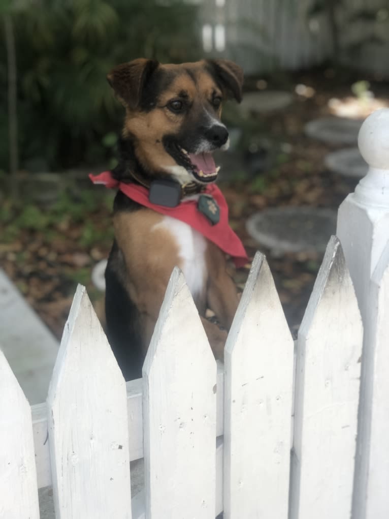 Adrian, a German Shepherd Dog and Poodle (Small) mix tested with EmbarkVet.com