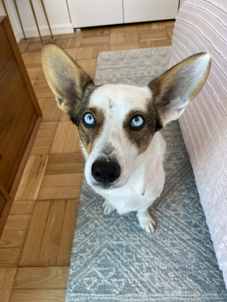 Marco, a Chihuahua and Siberian Husky mix tested with EmbarkVet.com