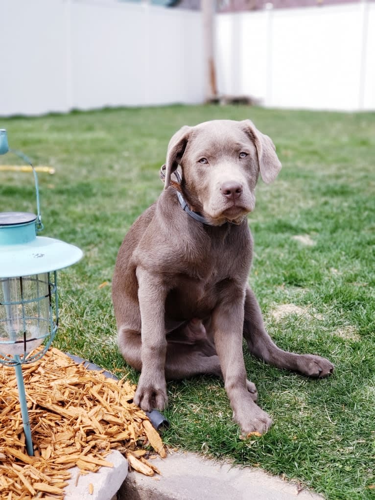 Jordy, a Labrador Retriever tested with EmbarkVet.com