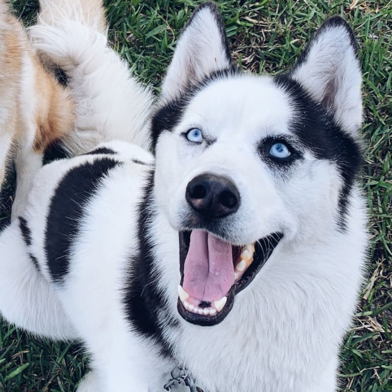 Pirate, a Siberian Husky tested with EmbarkVet.com