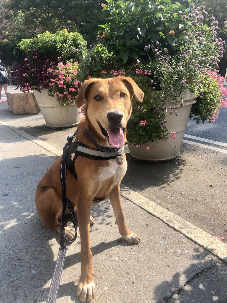 Cooper Lane, a German Shepherd Dog and Labrador Retriever mix tested with EmbarkVet.com