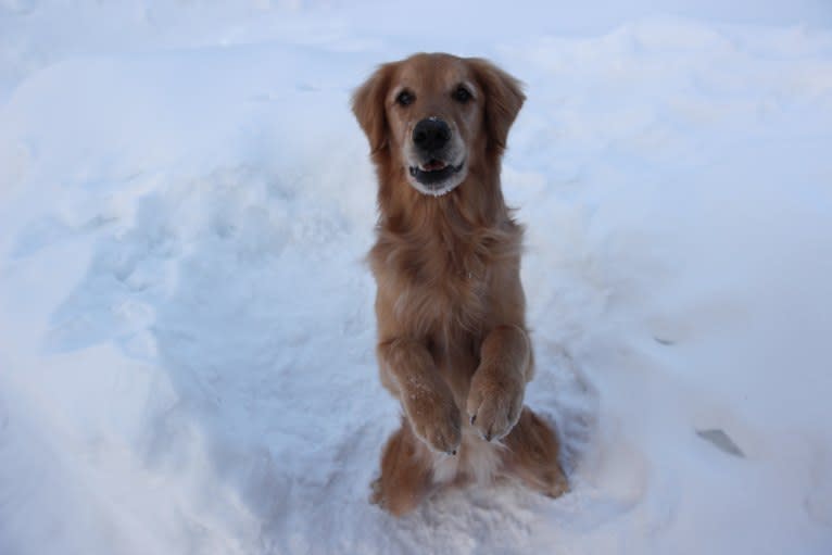 Timber “Gross Manor’s I’ll Be The One You Won’t Forget”, a Golden Retriever tested with EmbarkVet.com