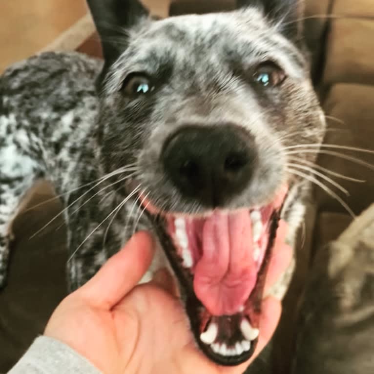 Willow, an Australian Cattle Dog tested with EmbarkVet.com