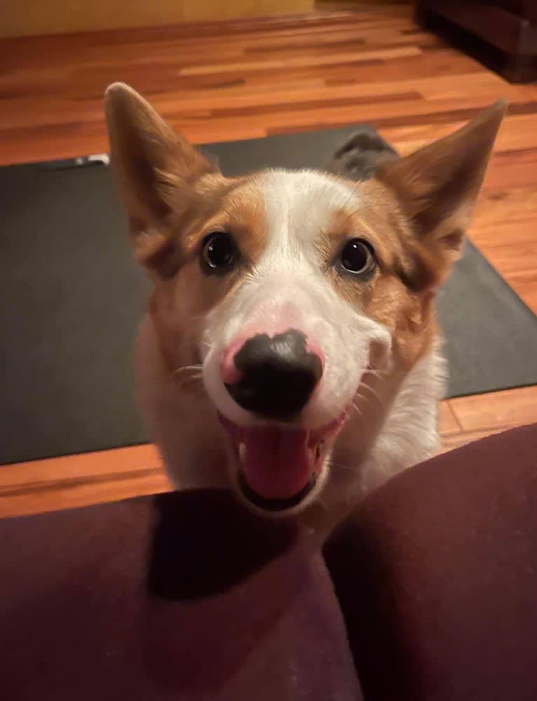 Milo, a Pembroke Welsh Corgi and Australian Shepherd mix tested with EmbarkVet.com