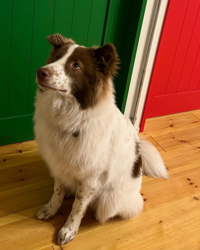 KINTOKI, a Shiba Inu and American Eskimo Dog mix tested with EmbarkVet.com