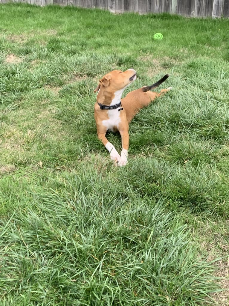 Larry, an American Pit Bull Terrier and American Staffordshire Terrier mix tested with EmbarkVet.com