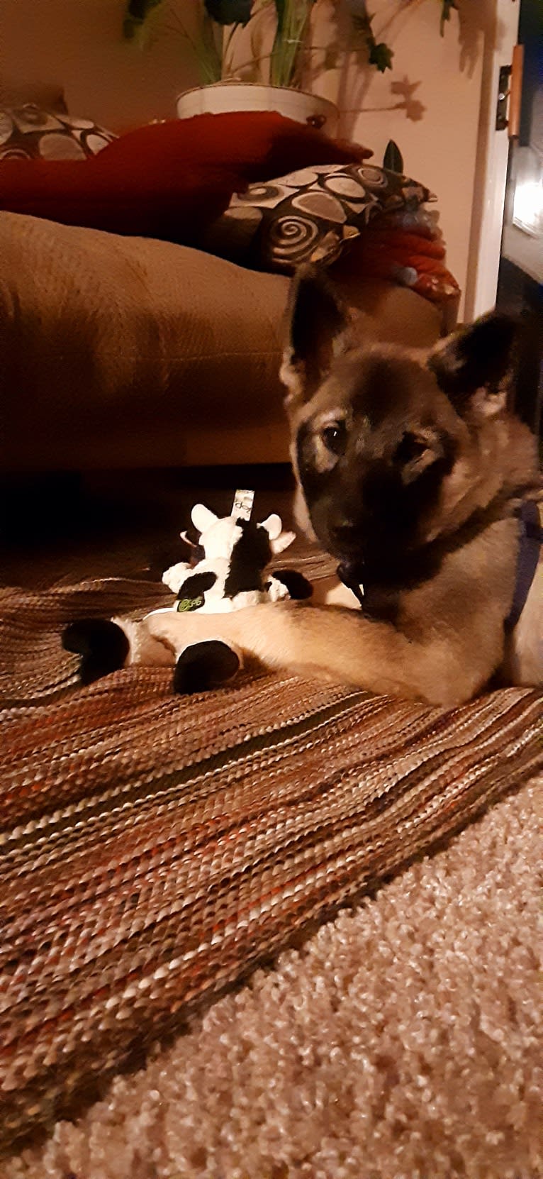 Ellie, a Norwegian Elkhound tested with EmbarkVet.com