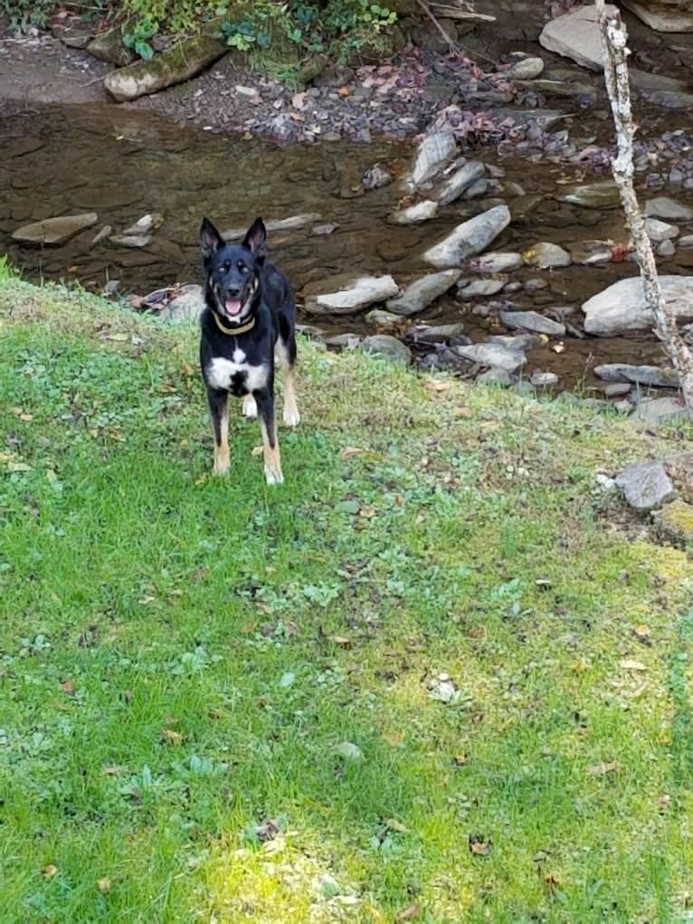Josie, a Siberian Husky and German Shepherd Dog mix tested with EmbarkVet.com