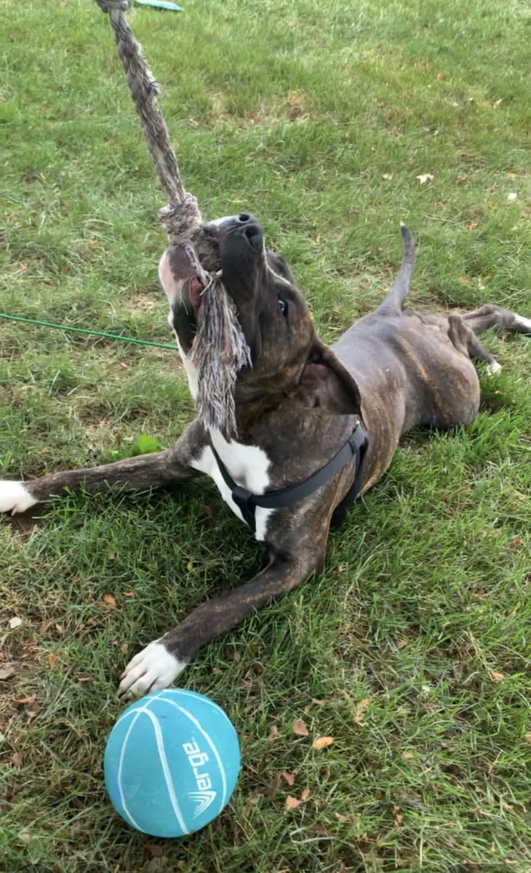 Chidi Buddy, an American Bully tested with EmbarkVet.com