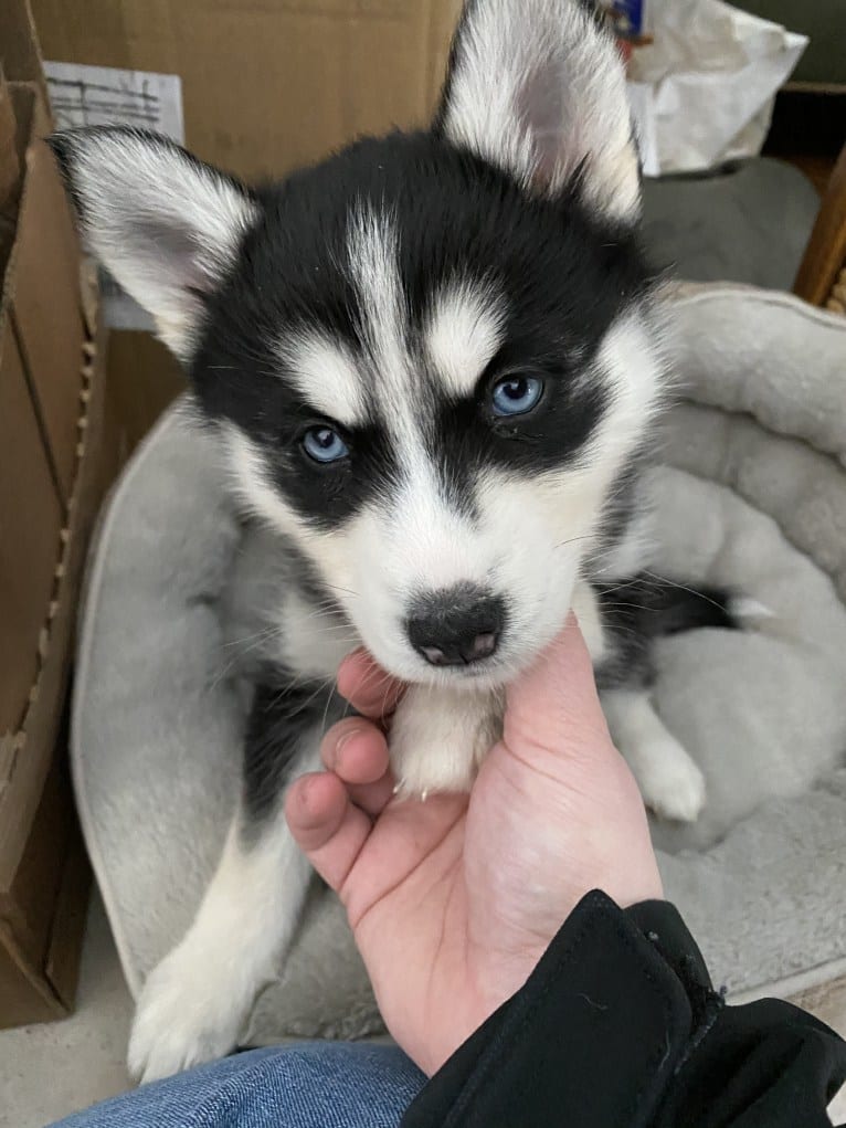 Samantha, a Pomsky tested with EmbarkVet.com