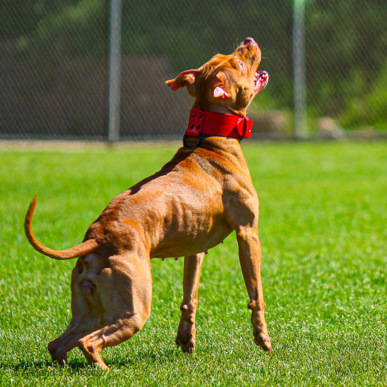 Revy, an American Pit Bull Terrier tested with EmbarkVet.com