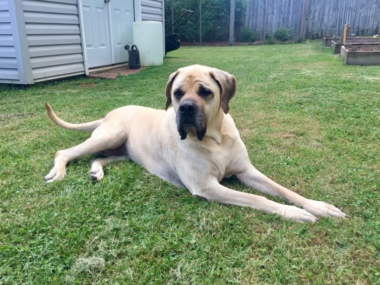 Luna, a Mastiff tested with EmbarkVet.com