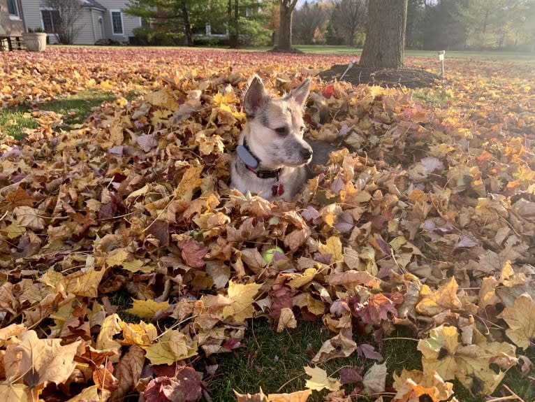 Macey, an Australian Cattle Dog and Chihuahua mix tested with EmbarkVet.com