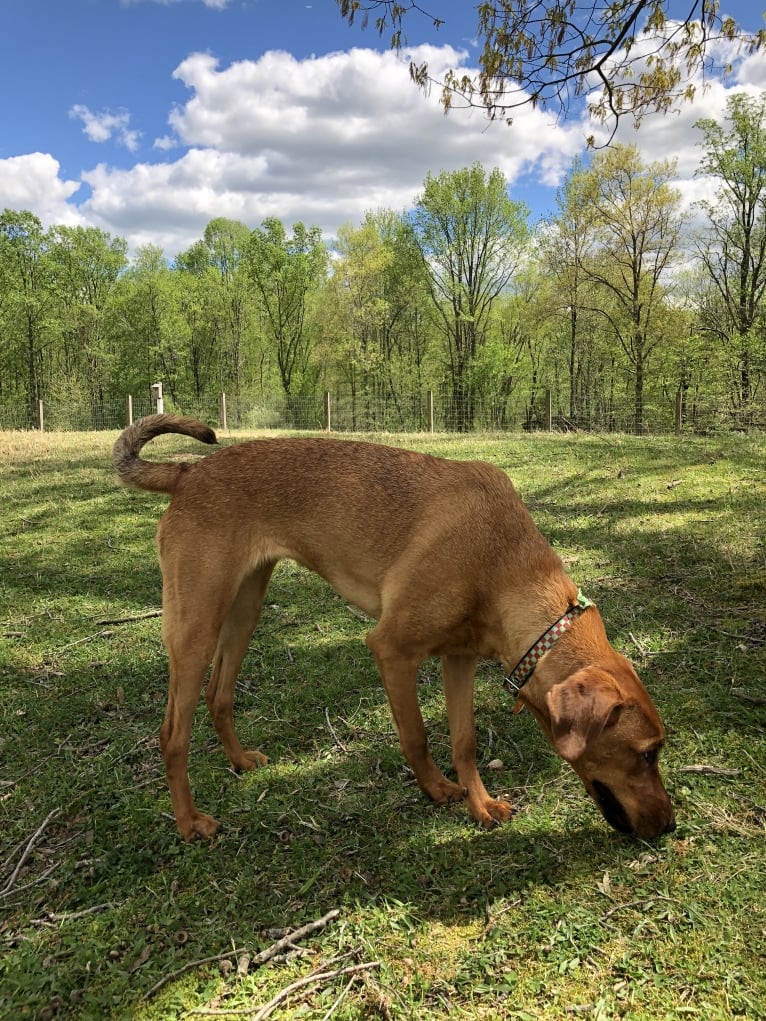 Duchess, a Doberman Pinscher and American Pit Bull Terrier mix tested with EmbarkVet.com