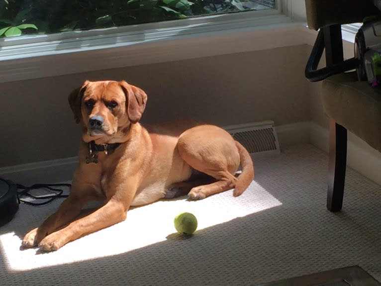 Dusty, a Labrador Retriever and Cocker Spaniel mix tested with EmbarkVet.com