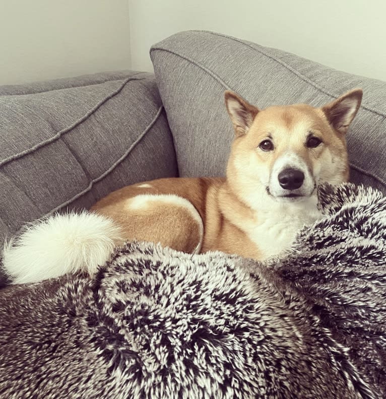 Logan, a Shiba Inu tested with EmbarkVet.com