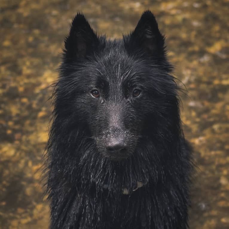 Minuit, a Belgian Shepherd tested with EmbarkVet.com