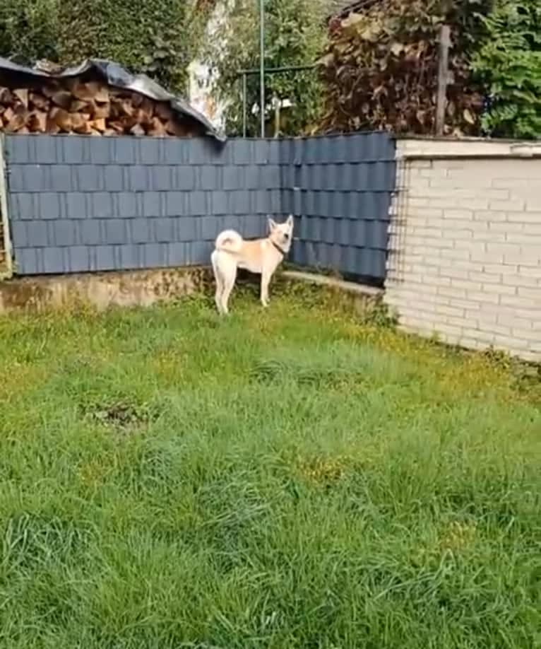 Sai, a Canaan Dog tested with EmbarkVet.com